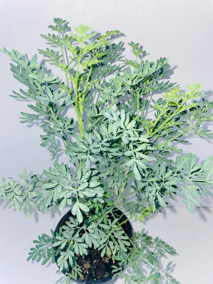 Plant - Common Rue (Ruta graveolens) Herb of Grace - Ship in 3" Pot with Soil…5" to 7" Height