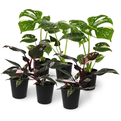 Green Circle Growers 6P Assorted Foliage, Grower Pots, Live Plants