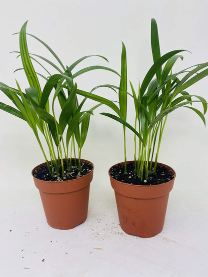 Two areca Palm plant Dypsis lutescens 4'' pot Easy to grow!! unique from Jmbamboo