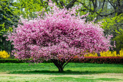 Flowering Almond Shrubs Trees Live Plants in Pot, Well-Rooted Fragrant Flowering Plum Bushes, 8-12 Inches Tall, Ornamental Tree for Outdoor Planting