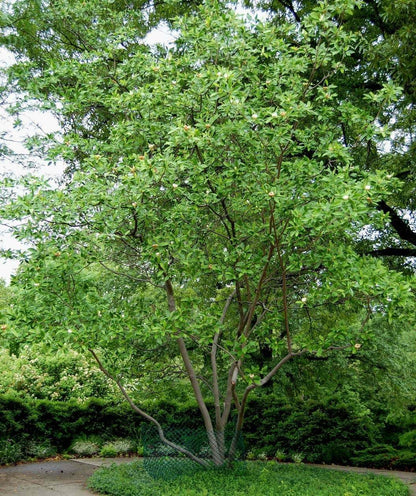 Live Plant - Sweetbay Magnolia Tree - 10-18" Tall Live Plant, Quart Pot - Magnolia virginiana
