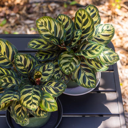 PERFECT PLANTS Peacock Calathea in a 6in. Midnight Blue Decor Pot | Beautiful Indoor Prayer Plant Variety | Unique Easy Care Houseplant