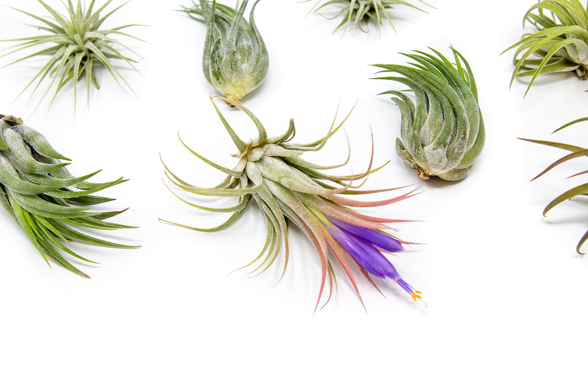 Air Plant Shop 12 Pack Assorted Ionantha Air Plants - Wholesale and Bulk - Succulents - Live Tillandsia - Easy Care Indoor and Outdoor House Plants