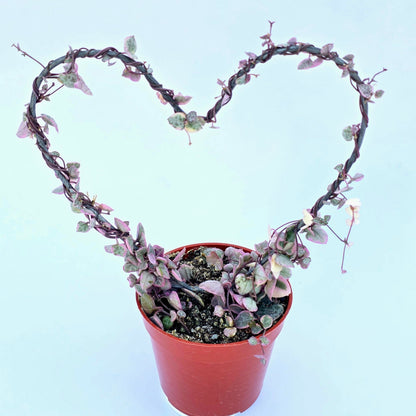 Variegated String of Hearts Hanging Basket, Ceropegia linearis Woodii, String of Hearts Plant Live Succulents Plants Live Houseplants, House Plants Indoors Live Indoor House Plants by Plants for Pets