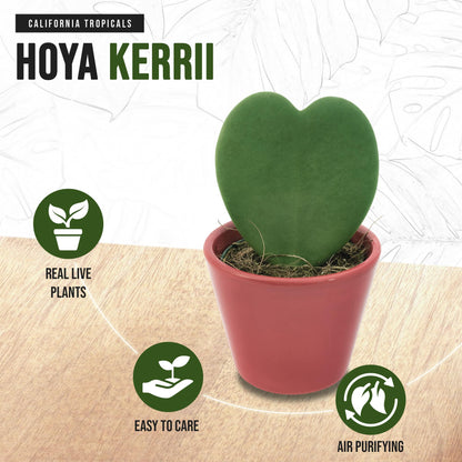 Hoya Kerrii (Non-Variegated 2+ Leaves) - 4" Pot from California Tropicals