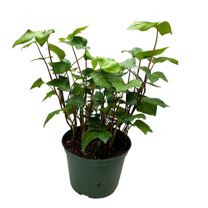 BubbleBlooms Algerian Ivy, Canary Island Ivy, Canary Ivy, Coney Island Ivy, Madeira Ivy in 6 inch Pot