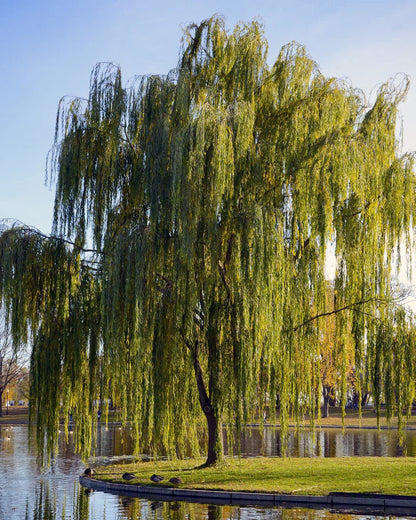Weeping Willow Tree, 1 Gallon Potted, Fast-Growing Shade Tree | Arbor Day Foundation (Due to Agricultural Laws, Unavailable to CA, CT or AZ)