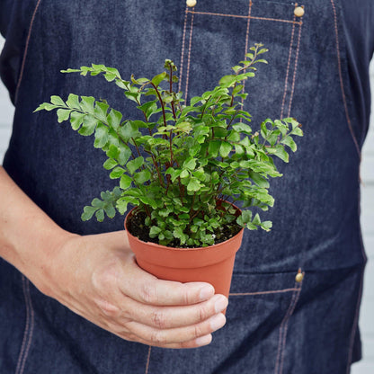 Mahogany Fern | Live Plant for Indoor & Outdoor | for Living Room, Office, Bathroom | (4" Pot)