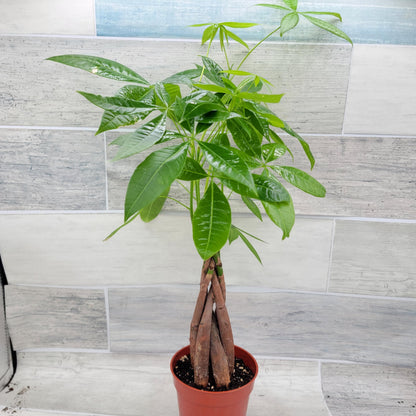 Money Tree Plant aka Pachira aquatica Live Rare Exotic Tropical Indoor House Plants in 4 inch Nursery Plant Pot Housewarming Gift Decoration for Home and Office by 3exoticgreen