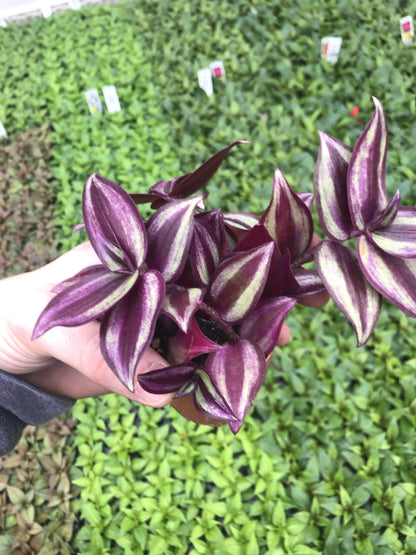 Generic Tradescantia Zebrina ~ Purple Wandering Jew ~ Easy Live houseplant for Home and Office, Green gray