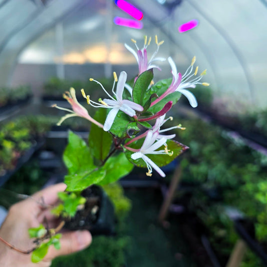 Honeysuckle Live Plant Lonicera Japonica One Starter Plant in 2" Pot | California Grown | Zones: 4–9