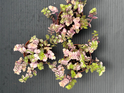Callisia Repens Bianca, Pink and Green Trailing Plant, Live Indoor Houseplant
