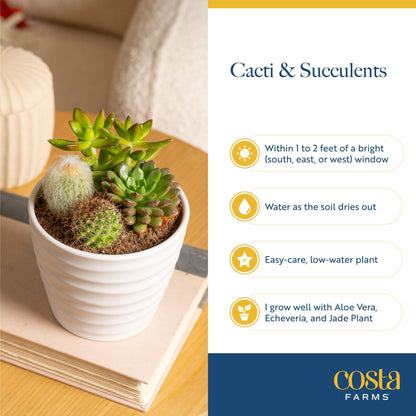 Costa Farms Succulent, Live Indoor Plant Grower's Choice, Easy to Grow Houseplant in Indoor Succulent Planter, Birthday, Garden Gift, Desert Room Decor for Home or Office, 6-Inches Tall
