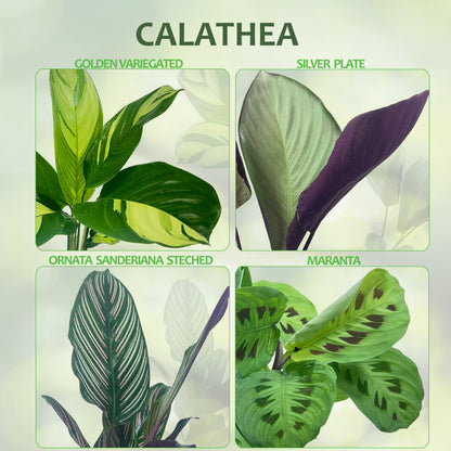 LEAL PLANTS ECUADOR Calathea Silver Plate(Pack of 2) Fascinating Leaf Movement, Easy Care Tropical Houseplant, Air-Purifying, Ideal for Home & Office Decor, Unique Living Plant Gift