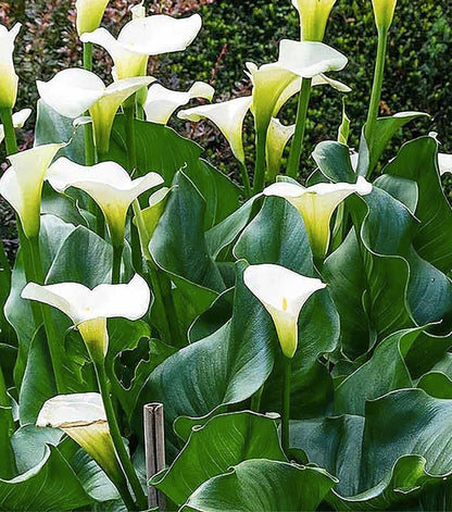 Large White Calla Lily Rhizome - Graceful, Tall - Classic Calla Lily - Zantedeschia Aethiopica