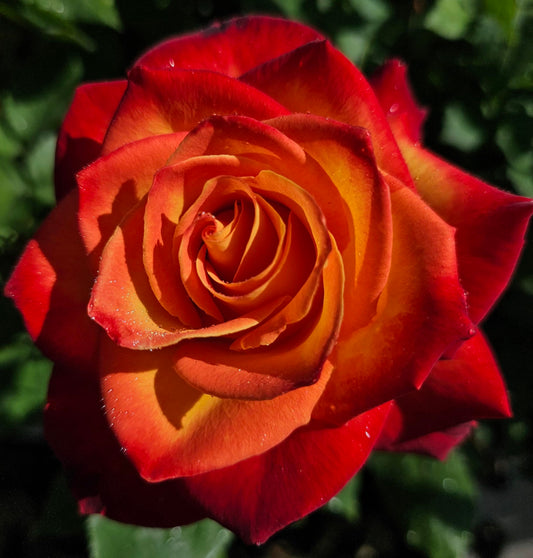 Ma Cherie Roses, Perfect Moment Rose Bush, Rose Bushes Ready to Plant, 2 Quart Pot, Live Plants Outdoor, Plant Gifts, Roses, Perennial Plants, Outdoor Plants Live