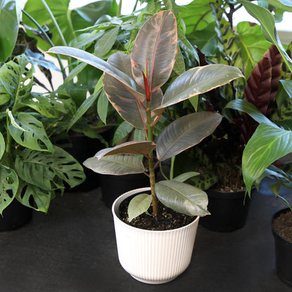 Altman Plants 'Ruby' Live Ficus Tree in 6 Inch White Plastic Plant Pot, Easy Plant Gift, Desk Plant & Office Plant, Variegated Rubber Plant Live Indoor Plant Decor in Indoor Plant Potting Soil Mix
