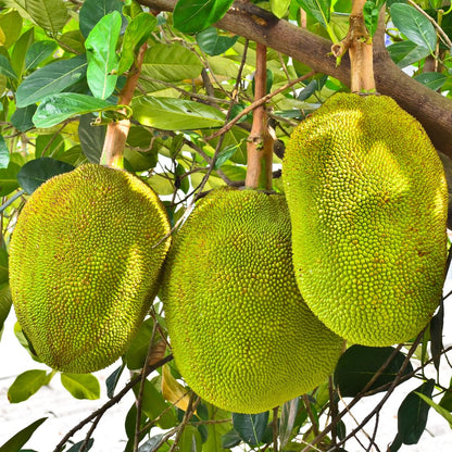 Live Jackfruit Tree Plant High Yield,1 Year Old Potted, 8-14" Tall, Sweet Tropical Fruit for Outdoor Gardens