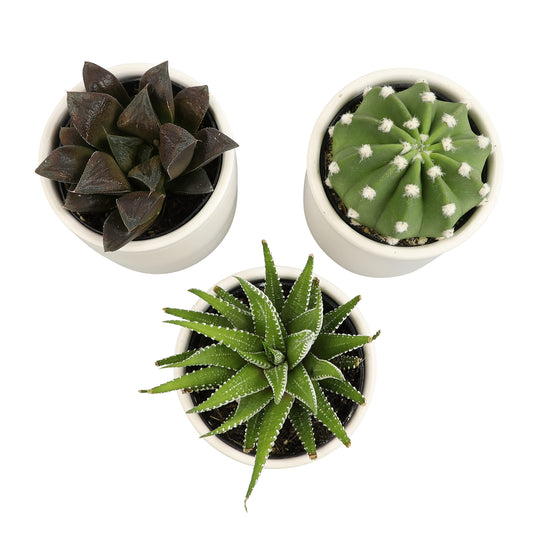 Plants for Pets Live Low Light House Plants in Ceramic Succulent Pots (3 Pack), Gasteria Succulent Plant and Cactus Plants Live with Potting Soil, Haworthia Succulents for Indoor Growing Home Décor