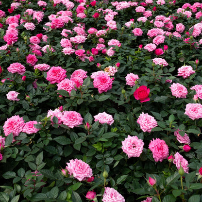 Pink Rose Plant Live, Rose Bush Shrub Plant, Climbing Rose Flower Plant, 2.5 Inc Potted