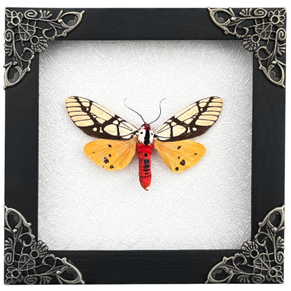Real Tiger Moth Butterfly Insect Entomology Gifts Shadow Box Taxidermy Specimen Display Oddity Curiosities Tabletop Wall Art Hanging Home Decor Living Room K12-14-TR