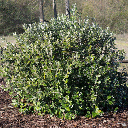 Pineapple Guava Plant - 1 Live 4 Inch Plants - Feijoa Sellowiana - Edible Flowers and Fruit