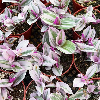 Sprout N Green Tradescantia Nanouk, Rare Pink Live Succulent Fully Rooted in 4" Pot, Trailing Houseplant for Indoor Outdoor Home Office Wedding Hanging Decor, Keep Away from Pets, Easy to Care
