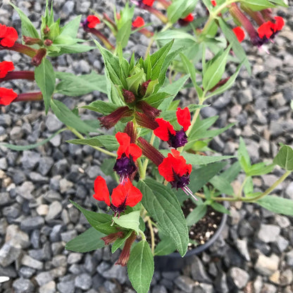 Cuphea Llavea, Bat-Faced Cuphea, C. Blepharophylla, Red or Torpedo Cuphea, Houseplant or Annual, Loved by Pollinators, Container Size: 3" (2.6x3.5)