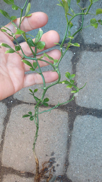 10-15" Tall Flying Dragon Plant 2 Years Old Trifoliate Orange (Poncirus trifoliata) bareroot