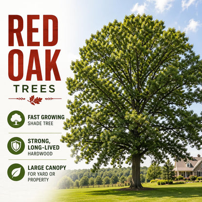 Live Red Oak Tree Seedlings for Planting (Quercus rubra) – Grow Your Own Fast Growing Shade Trees – Hardy Outdoor Landscape Trees – No Shipping to California