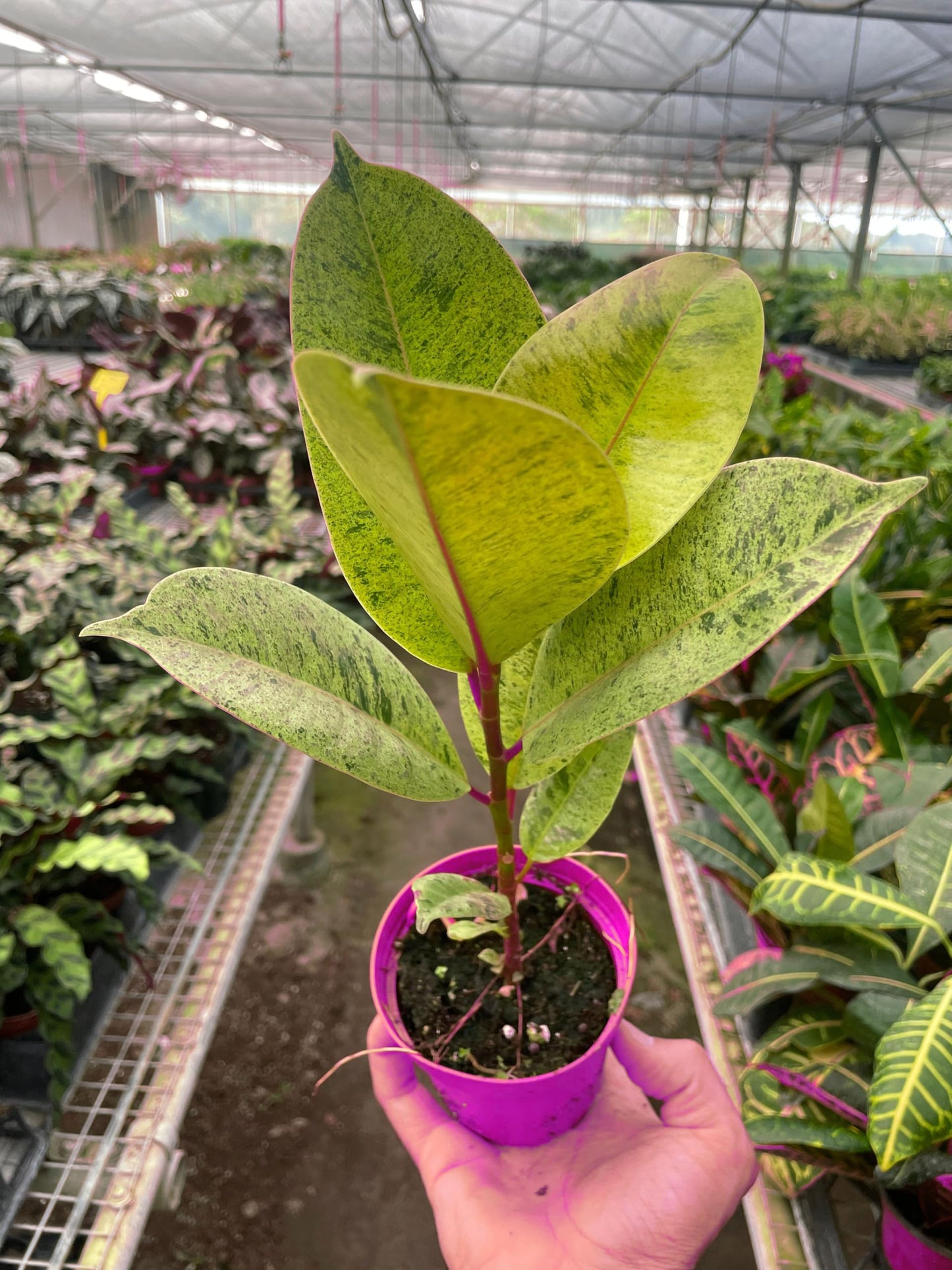 10 Pack Ficus 'shivereana' Moonshine in 4in Pot - Live Rare Plant - Easy to Grow | Variegated | USA Growers | The Snobby Leaf