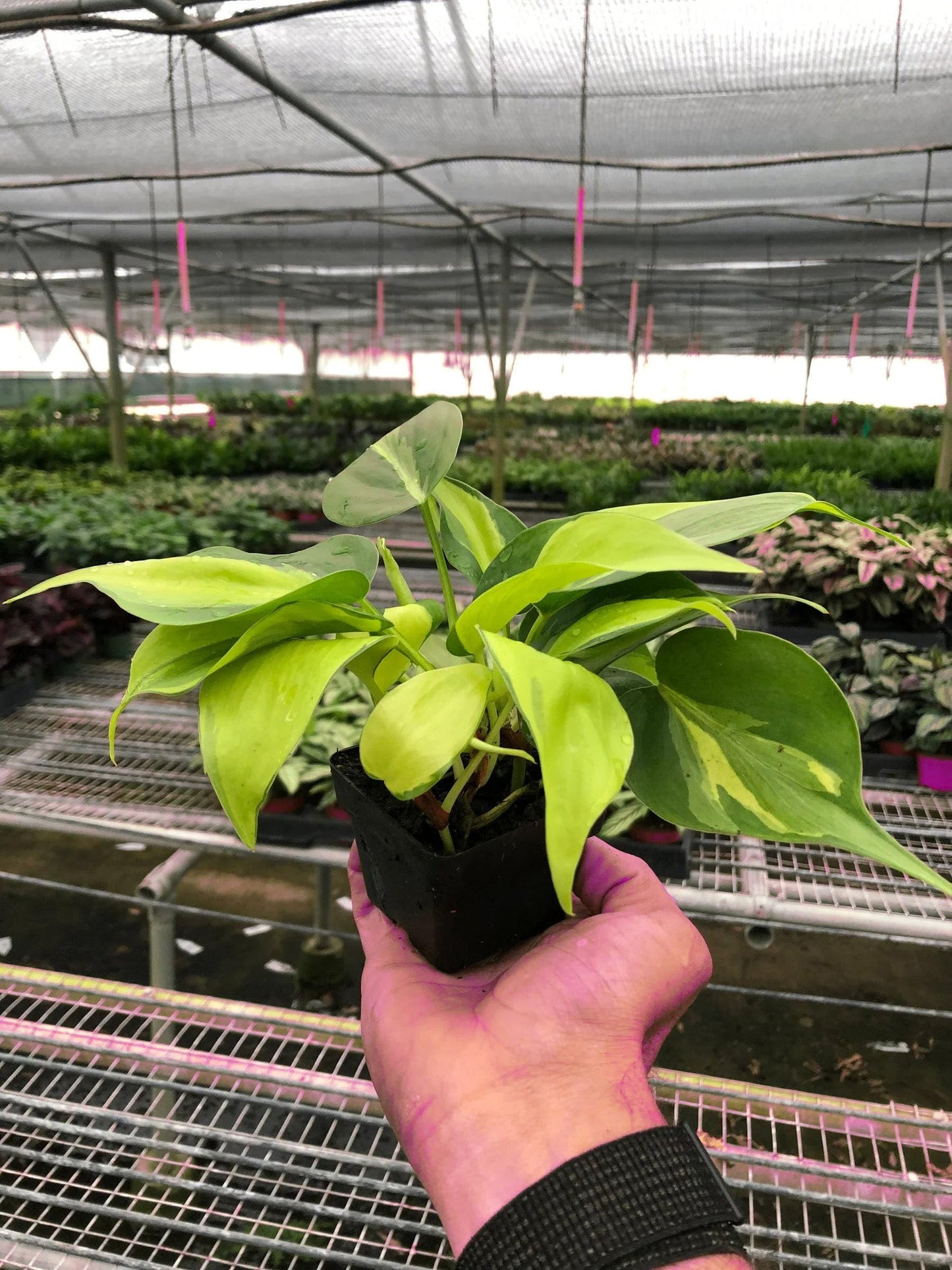5 Pack Philodendron 'Brasil' in 3in Pot - Live Tropical Houseplant - Easy to Grow | Air Purifying | Variegated | USA Growers | The Snobby Leaf
