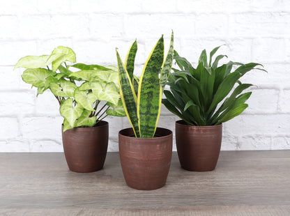 Thorsen's Greenhouse Low Light Houseplant Set, Live Indoor Plants, 3 Pack of Plants, Copper Pots, 4" Diameter
