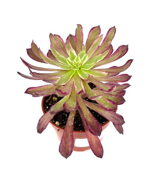 CTS Air Plants Aeonium Mardi Gras Succulent Plant, Colorful Green Blue Pink Rosettes, 4 Inch Pot, Live Indoor Outdoor Plant