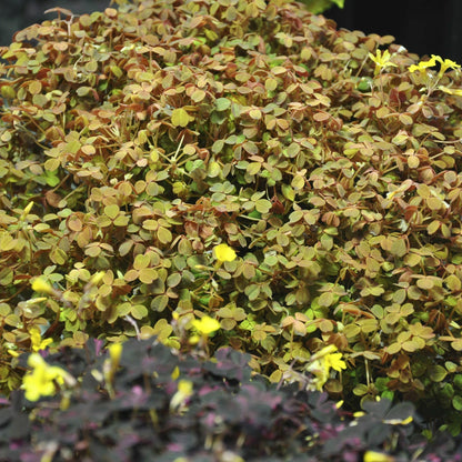 Oxalis spiralis ‘Aurea’, Amber Plum Crazy, Golden/Amber Oxalis, Amber Shamrock, Non-Invasive Wood Sorrel, Perennial or Houseplant, Container Size: 3" (2.6x3.5)