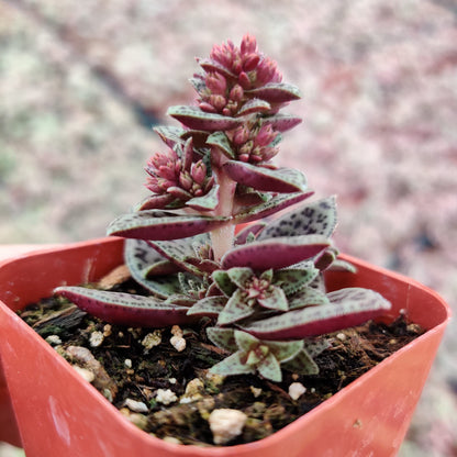 FOLIAGEMS Live Succulent Cactus Plants from USKC (2" Pot) (Crassula Tiger Jade)