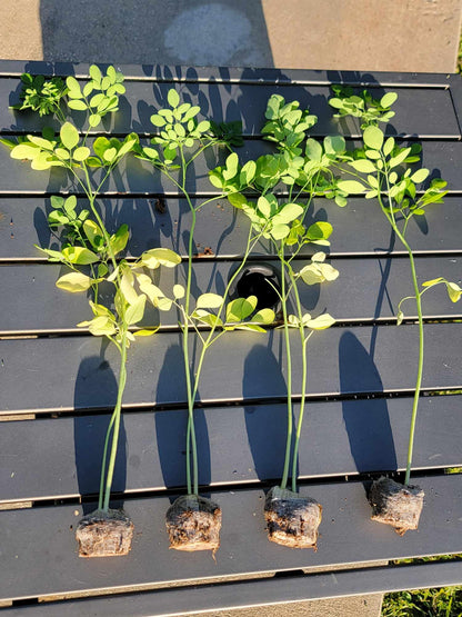 Moringa Trees 5 Live Moringa Plants with Moringa Seeds - Organically Grown - Non-GMO - Miracle Tree - Moringa Oleifera - Herb, Drought-Tolerant, Resilient, Hardy