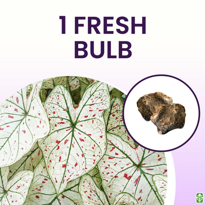 Fancy Leaf Caladium - Cranberry Star - Large Size Bulb - Hardy Zones 9-11