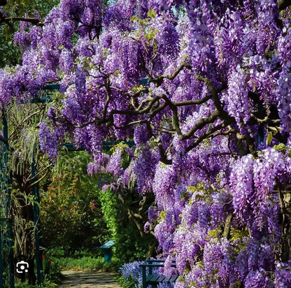Live Plant - Amethyst Fallswisteria Frutescenslive Starter Plant