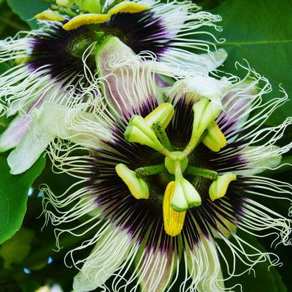 Easy to Grow Passion Flower Edulis Frederick 1 Plant - Potted Vine in Quart Grower Pot, Summer Purple & White Blooms in Sun (Passiflora)