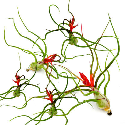ragnaroc Air Plants - Flowering Tillandsia Bulbosa Belize, Giant 7-9" - 5ct - Live Arrival Guaranteed - House Plants for Home Decor & Gift