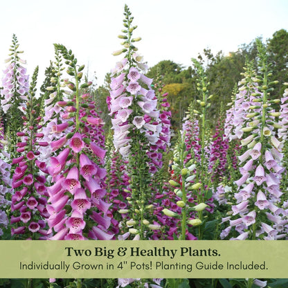 Clovers Garden Foxglove Dalmatian Mix Plants Two (2) Live Plants Non-GMO - Each 4" to 8" Tall in 4" Pots Heirloom Perennial, Pollinator Friendly Lavender, Purple, Pink, Cream, and White