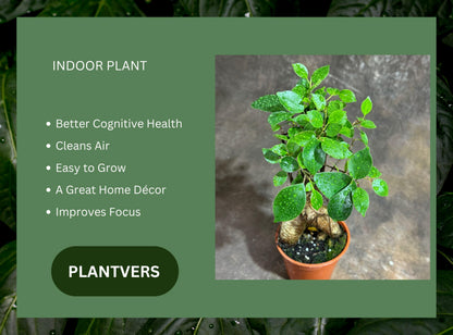 PLANTVERS Bonsai Ginseng in 4" Grow Pot – Ficus Macrocarpa – Bonsaificus – Live Indoor Bonsai Tree – Easy Care Houseplant – Dwarf Ficus Plant for Home or Office Décor