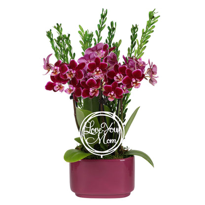 Green Circle Growers 4" Dark Purple Orchid Duo in Purple Pot with Love You Mom Pick, Live Indoor Plants, House Plant