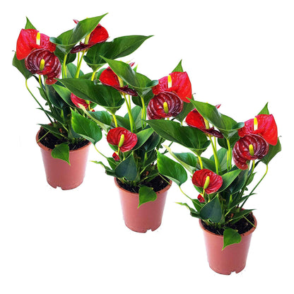 4.5'' Anthurium - 3 Per Pack