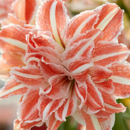 Amaryllis ‘Dancing Queen’ Bulb – Striking Double Red and White Blooms | Premium Outdoor Hippeastrum Variety, Easy-to-Grow Perennial Flower Bulb for Vibrant Summer and Garden Color Displays