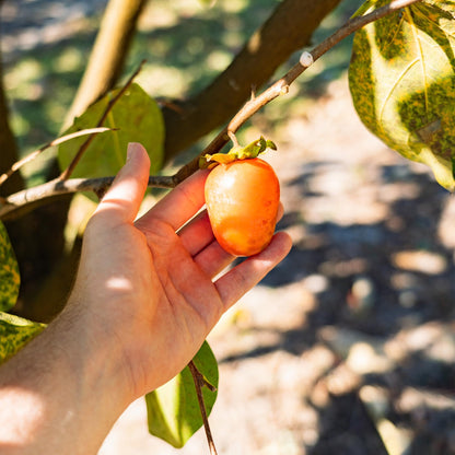 Perfect Plants Saijo Persimmon Tree 3 Gallon | Live Fruit Tree for Gardening | Sweet Edible Fruits