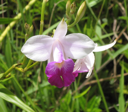Hawaiian Bamboo Orchid Plant Root - Live Tropical Orchid, Easy Care Indoor Outdoor Flowering Plant with Fragrant Purple Blooms, Hawaii Grown Orchid