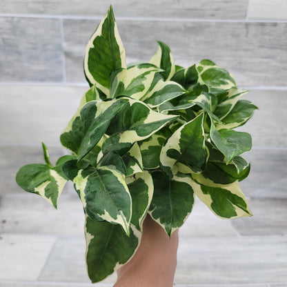 Pothos NJoy Live Houseplant 4 Inch Pot Established Variegated Epipremnum Aureum Easy Care Indoor Plant White Green Foliage Vining Devil's Ivy