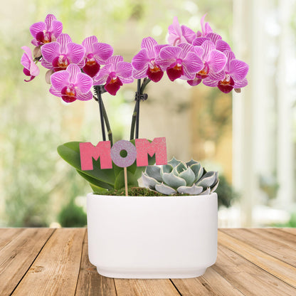 Green Circle Growers 4" Pink Orchid and Succulent Duo in White Pot with Mom Pick, Live Indoor Plants, House Plant